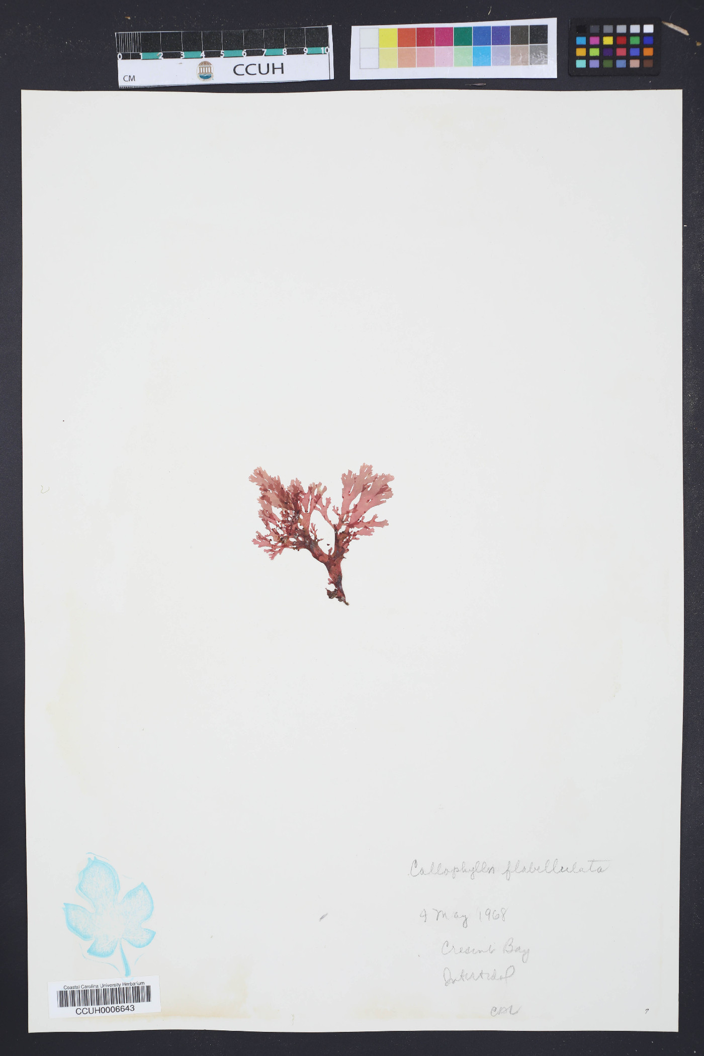 Callophyllis image