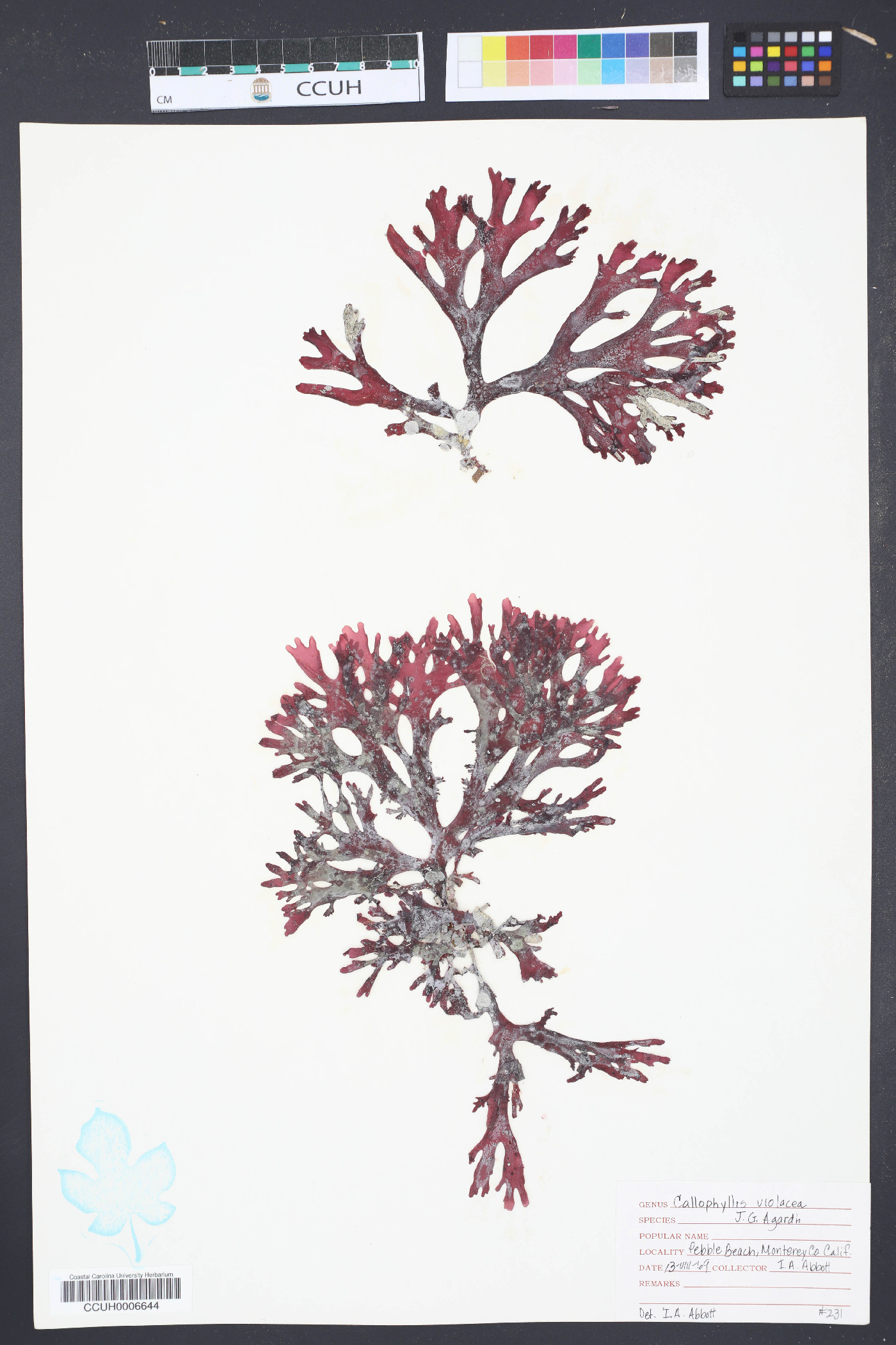 Callophyllis violacea image
