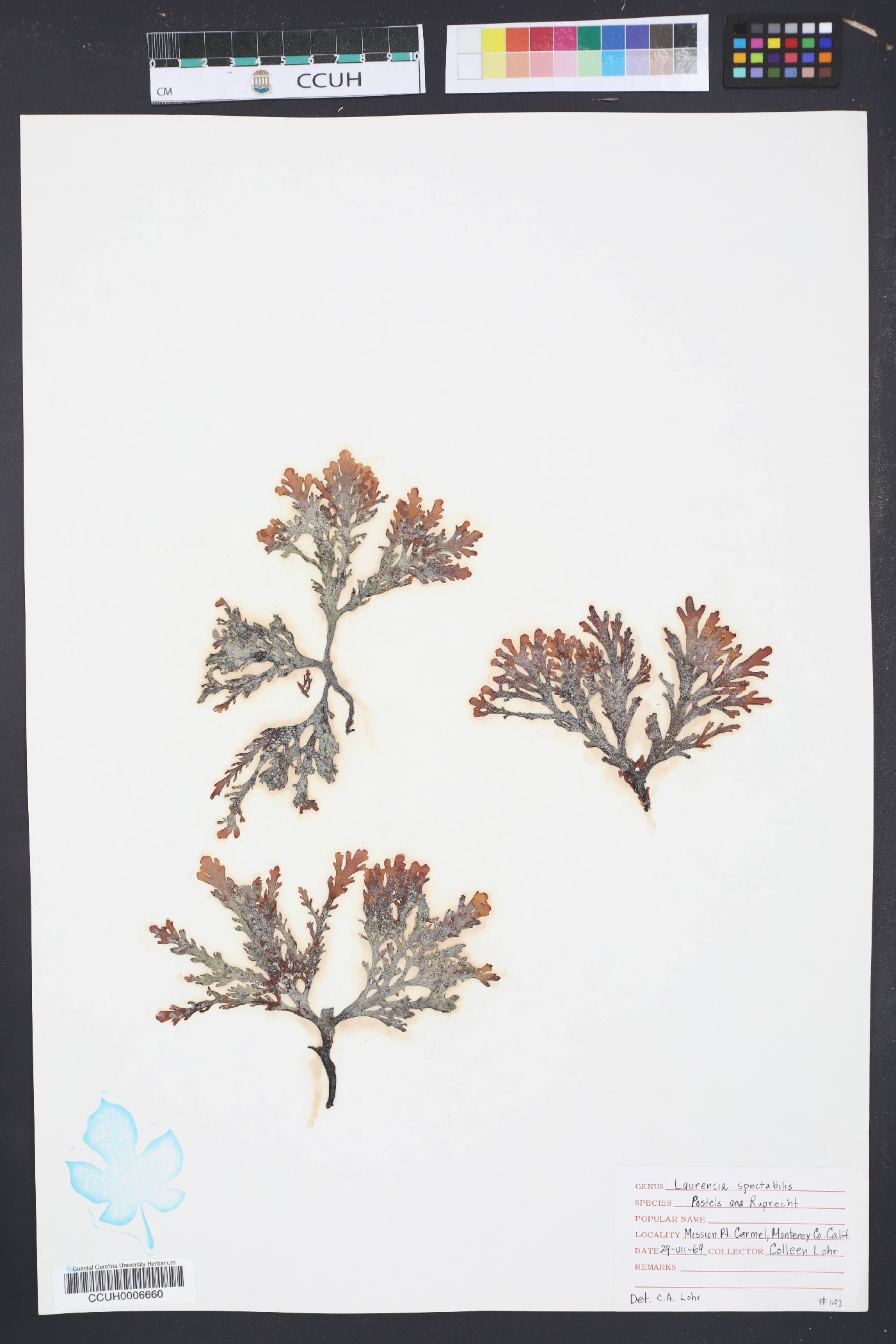 Laurencia spectabilis image