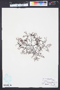 Laurencia poitei image