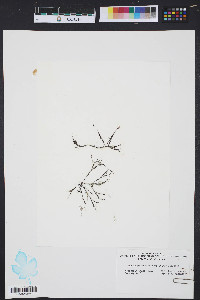 Acanthophora spicifera image