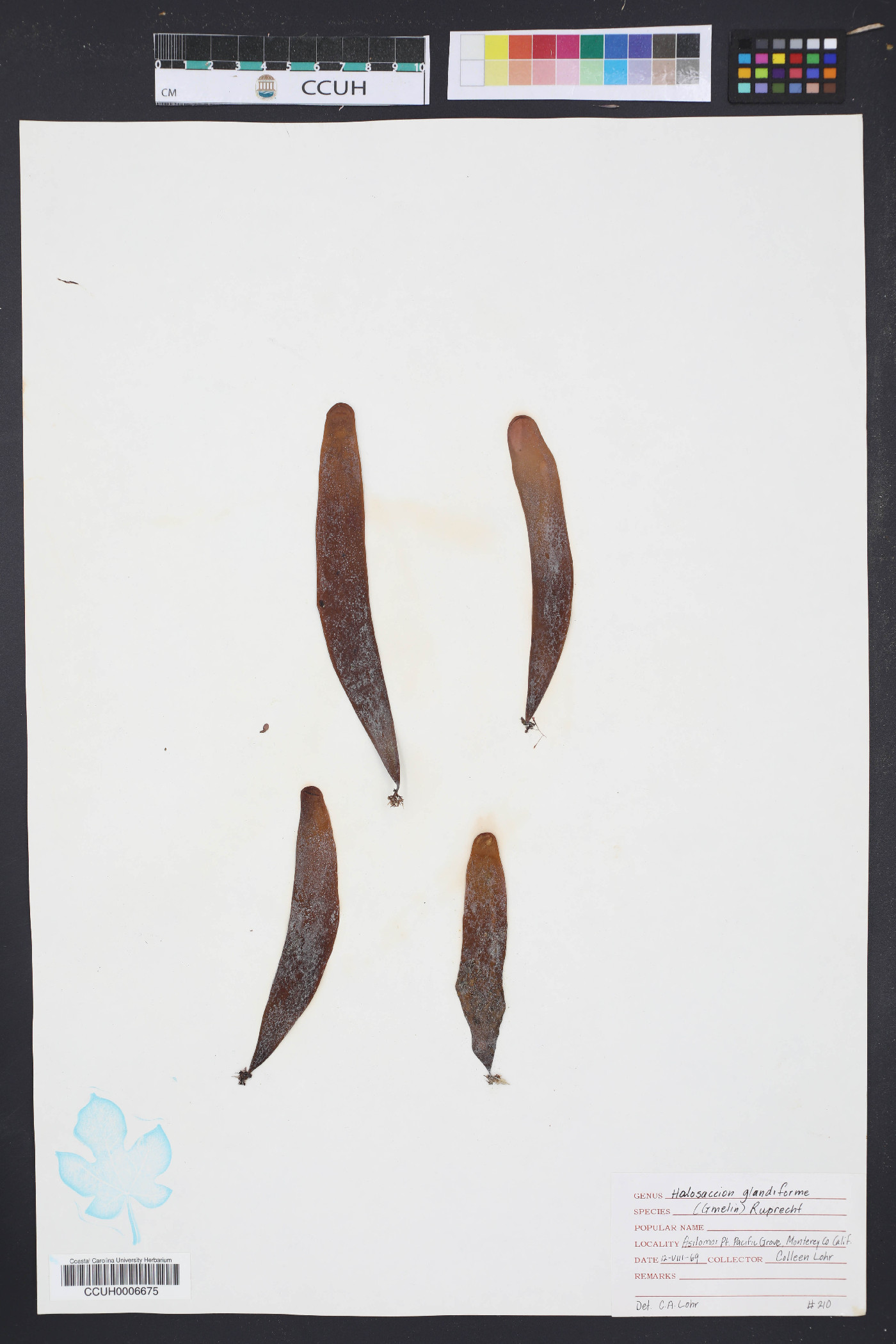 Halosaccion glandiforme image