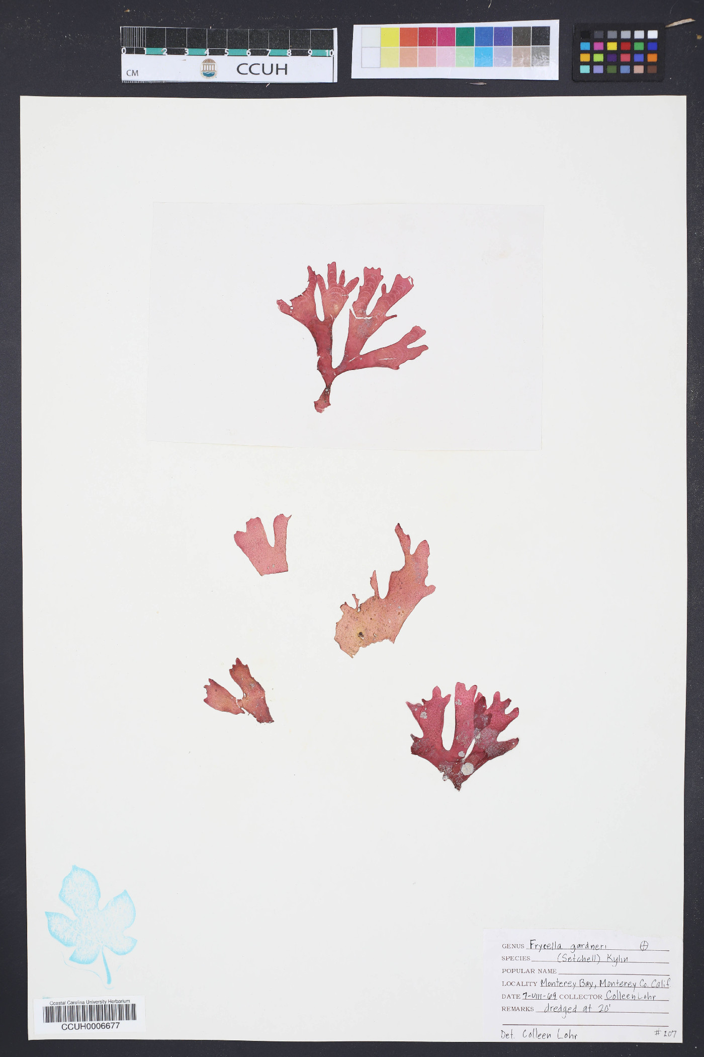 Fryeella gardneri image