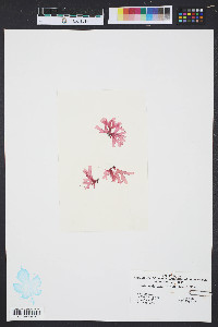 Rhodymenia pseudopalmata image