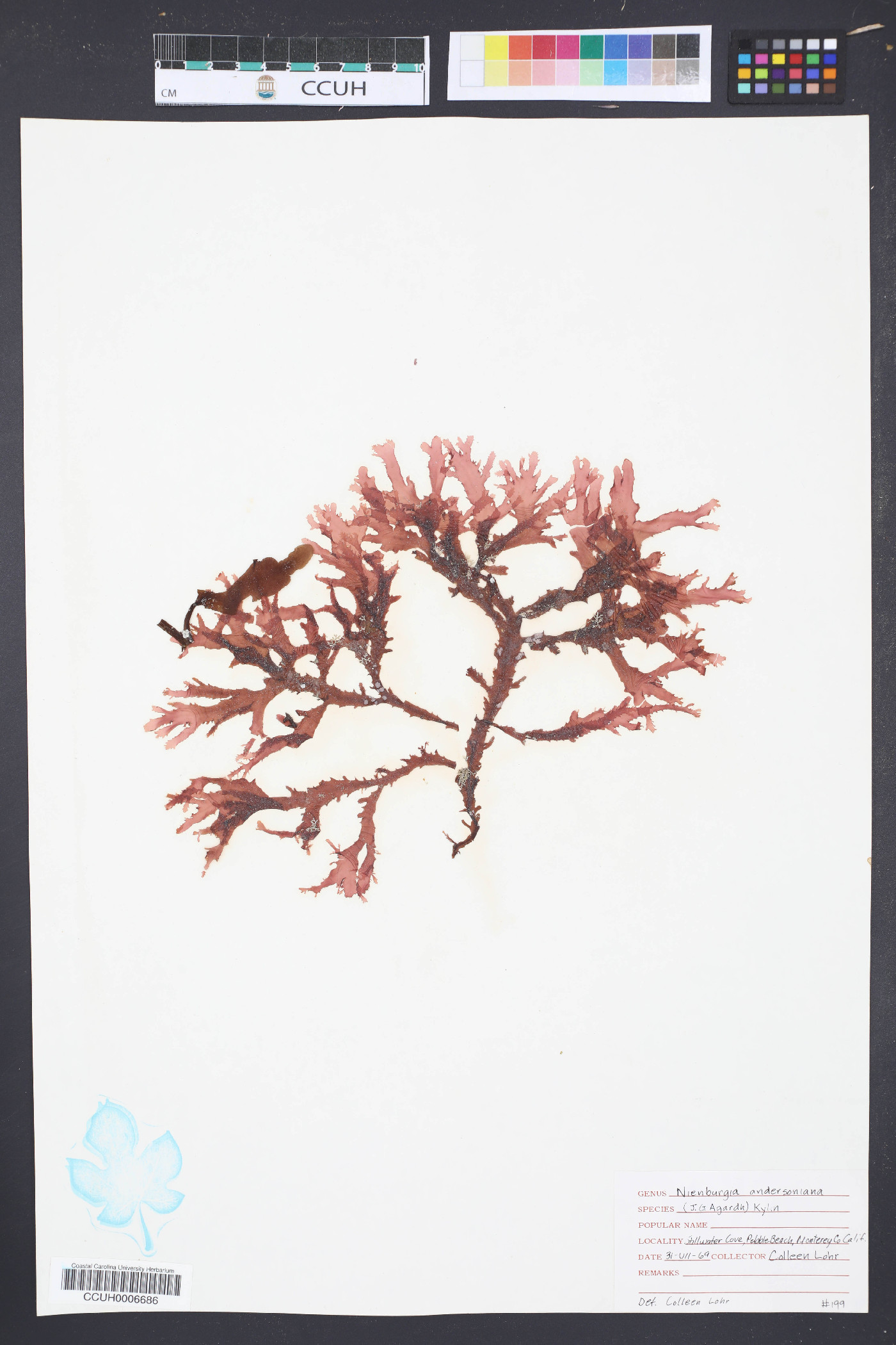 Nienburgia image