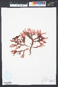 Media resource of Nienburgia andersoniana