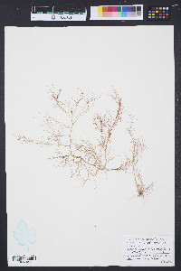 Hypnea musciformis image