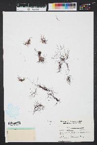 Hypnea musciformis image