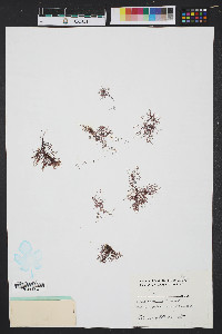 Hypnea cervicornis image