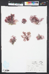 Ceramium rubrum image