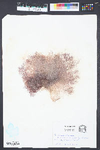 Ceramium rubrum image