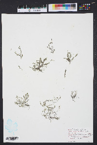 Centroceras clavulatum image