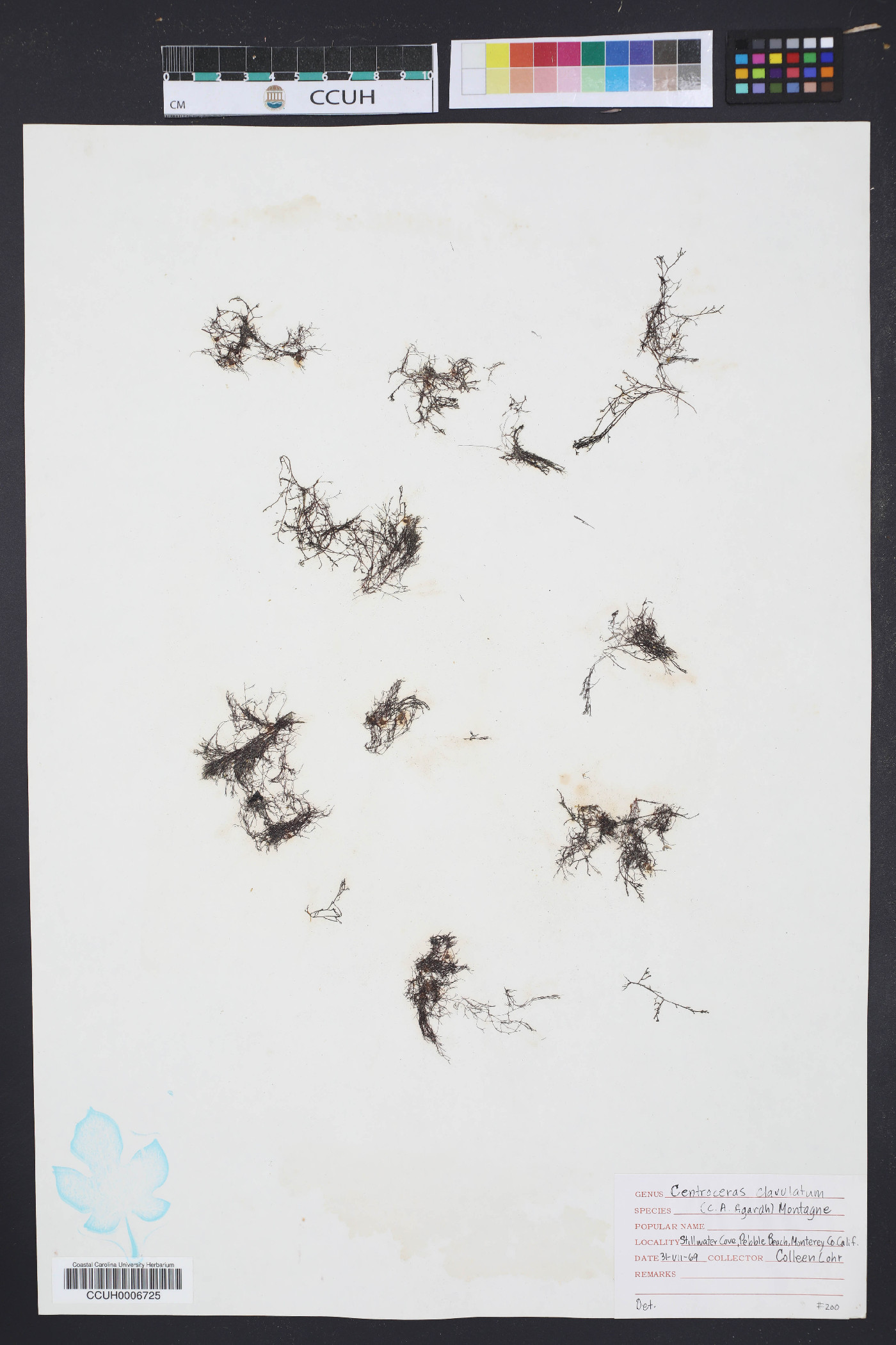 Centroceras clavulatum image