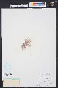 Centroceras clavulatum image