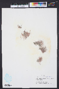 Centroceras clavulatum image