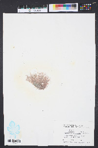 Centroceras clavulatum image