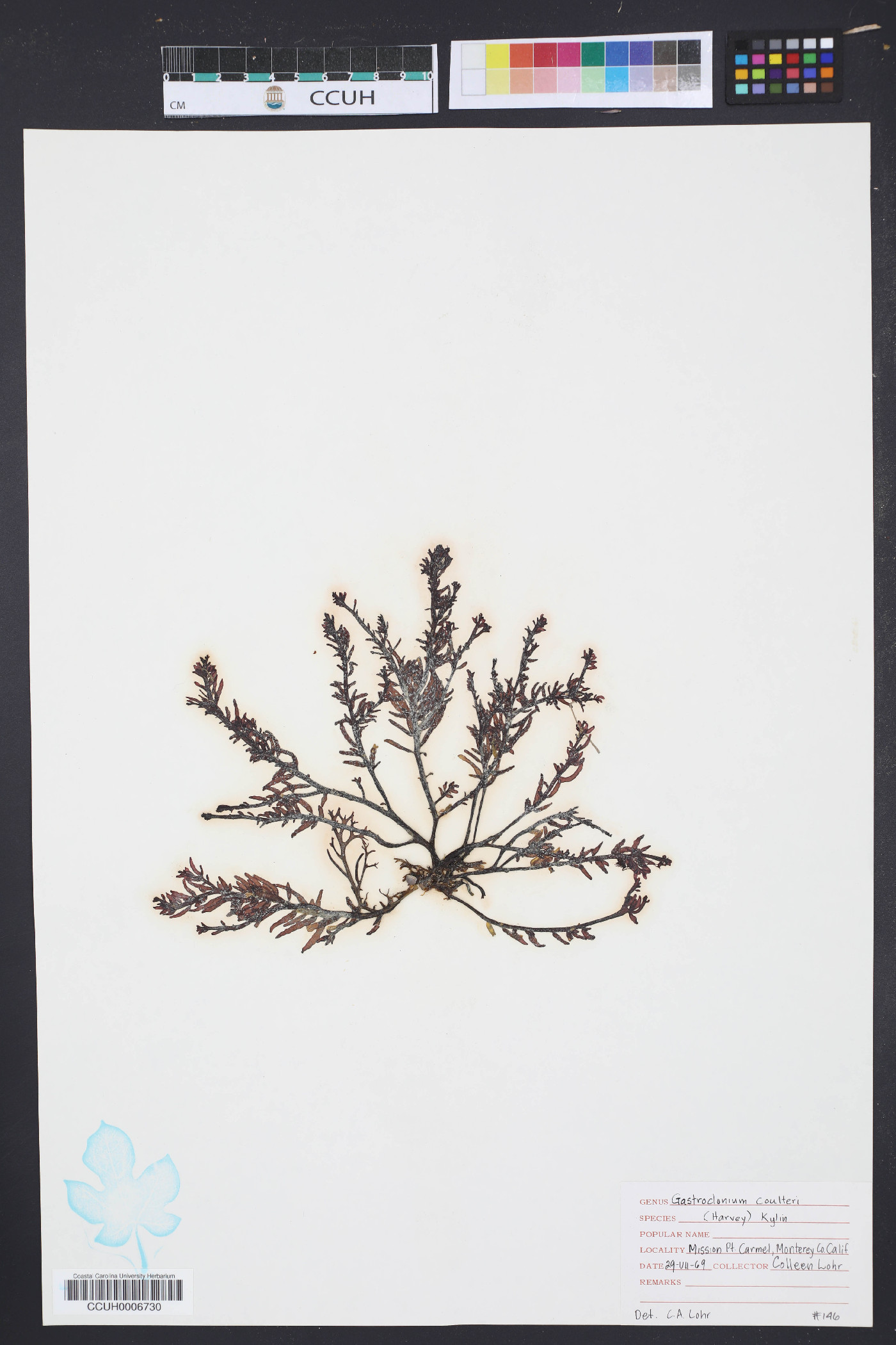Gastroclonium coulteri image