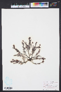 Media resource of Gastroclonium coulteri
