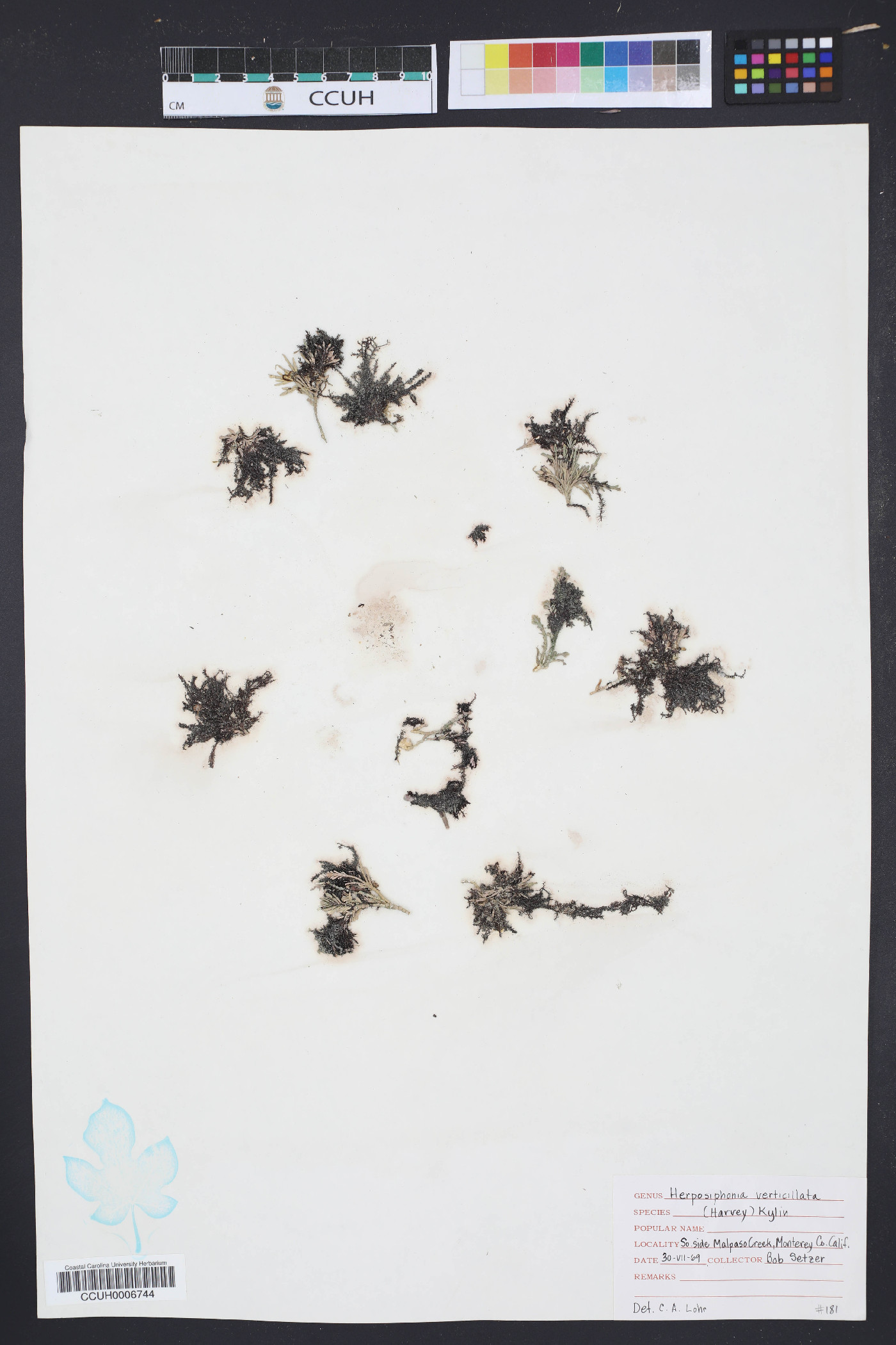 Herposiphonia verticillata image