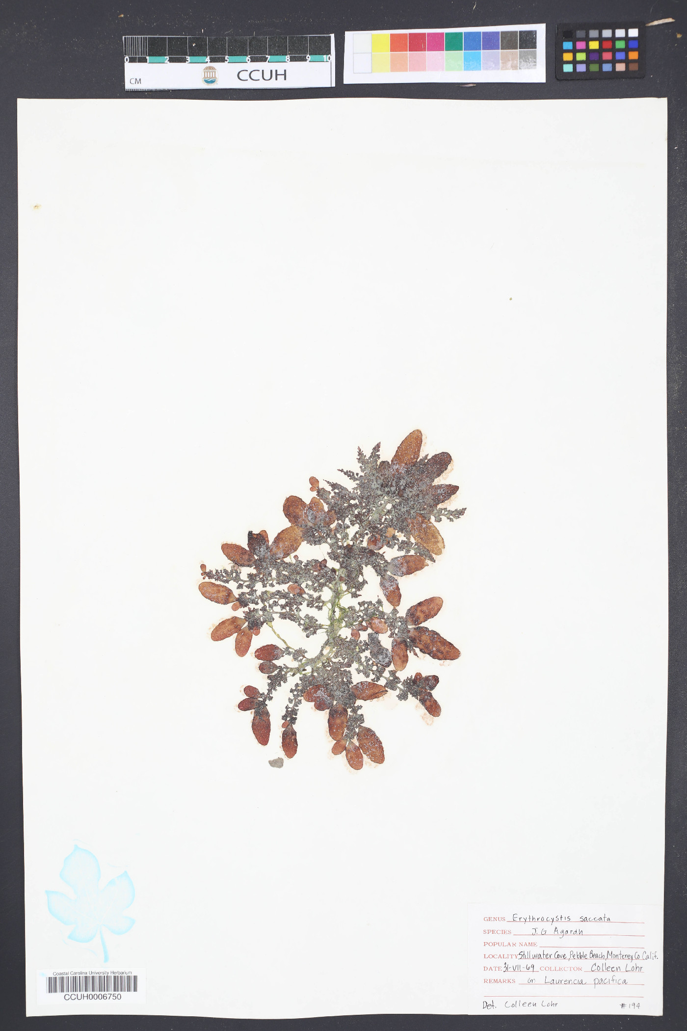 Erythrocystis saccata image