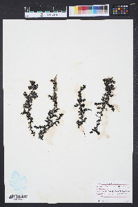 Media resource of Rhodomela larix