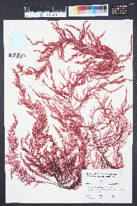 Dasya pedicellata image