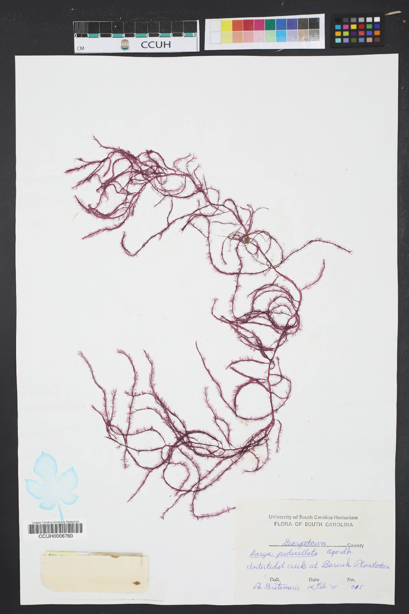 Dasya pedicellata image