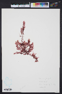 Plocamium pacificum image