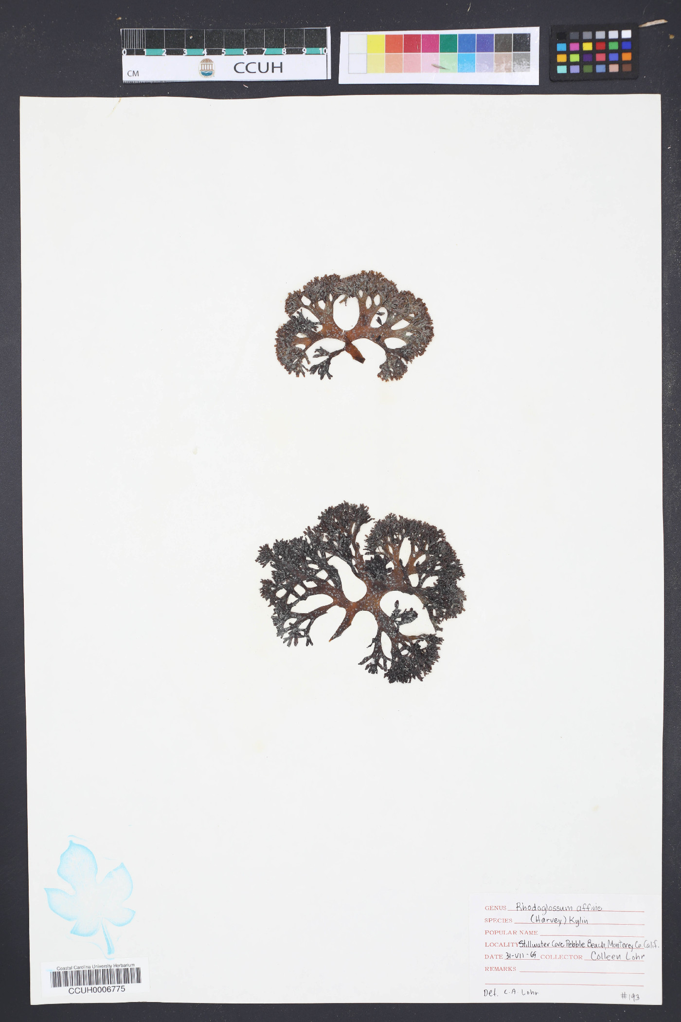 Rhodoglossum affine image
