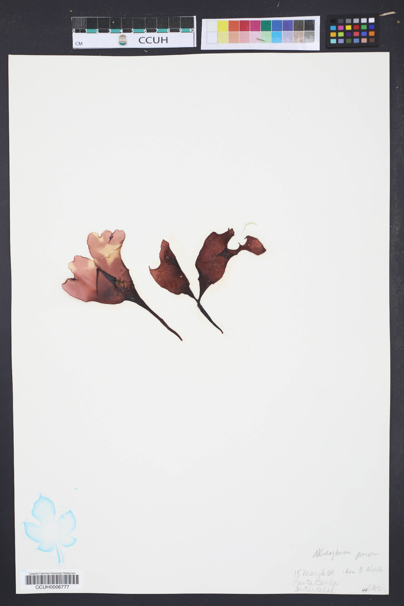 Rhodoglossum roseum image