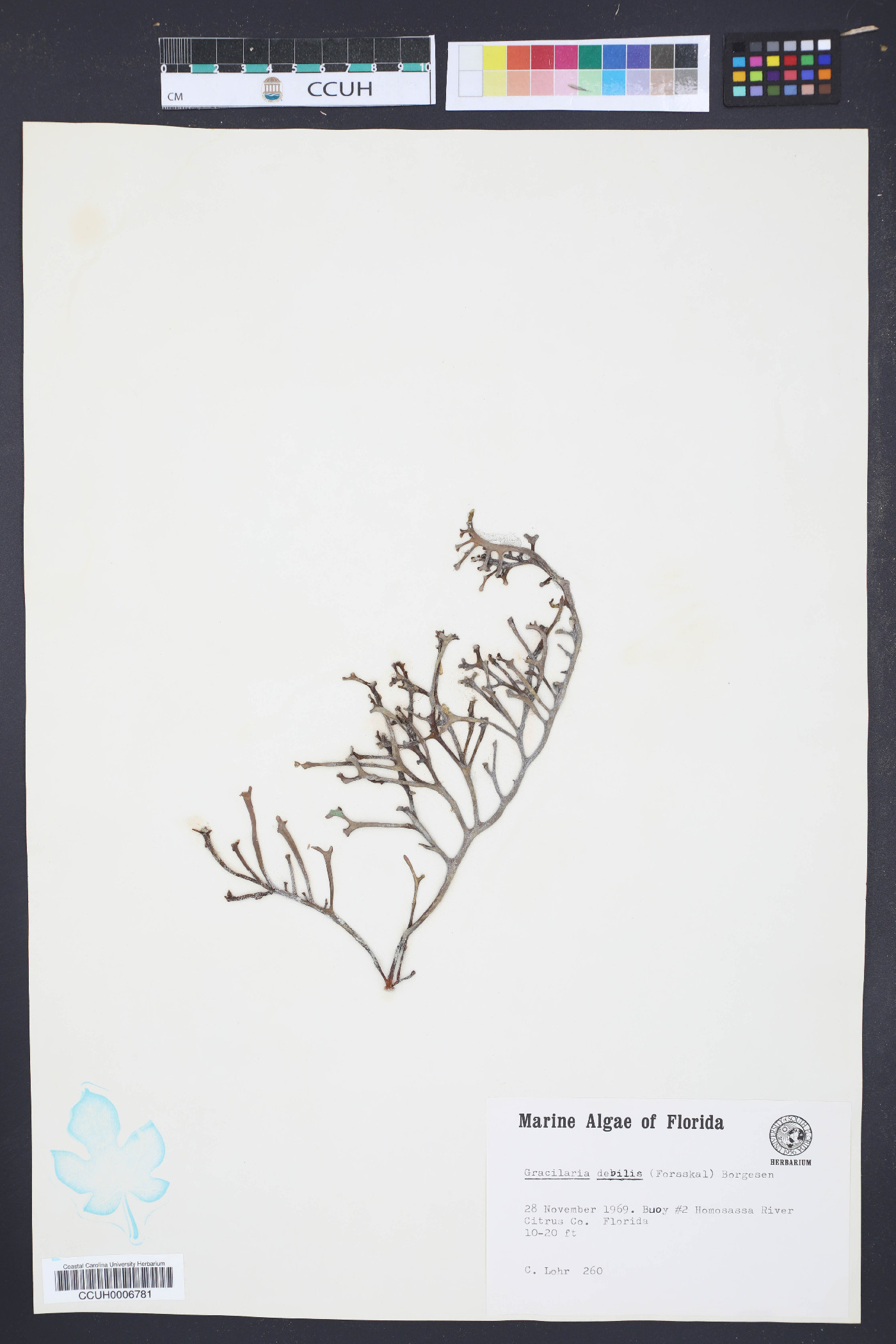 Gracilaria debilis image
