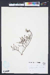 Gracilaria debilis image