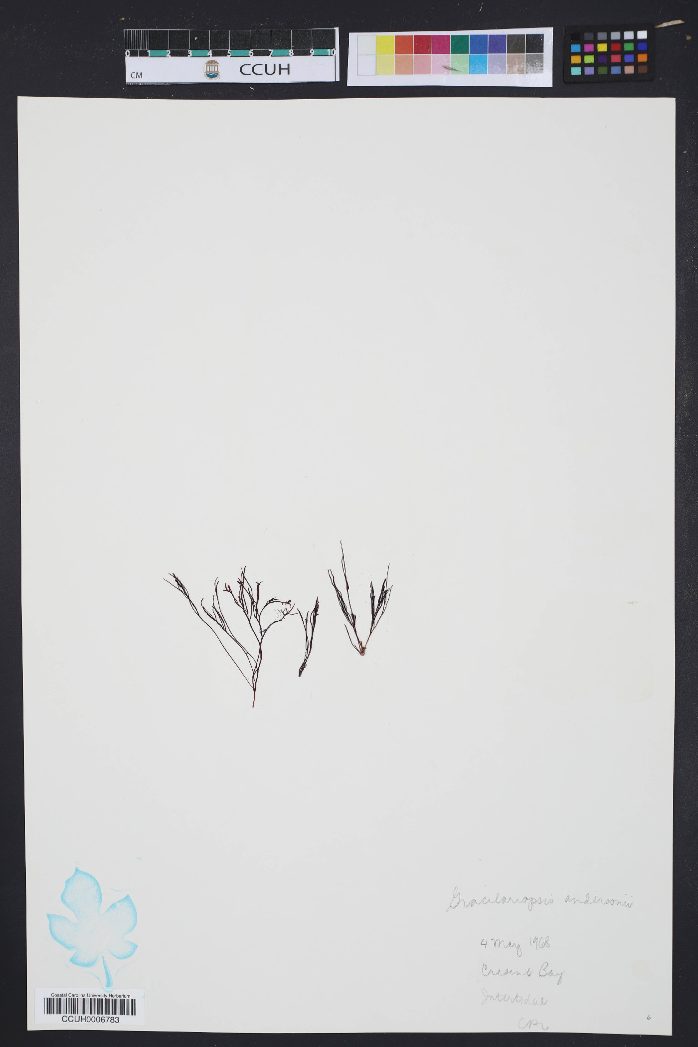 Gracilaria andersonii image