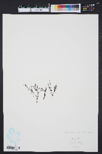Media resource of Gracilaria andersonii