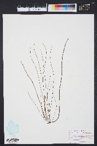 Gracilaria verrucosa image