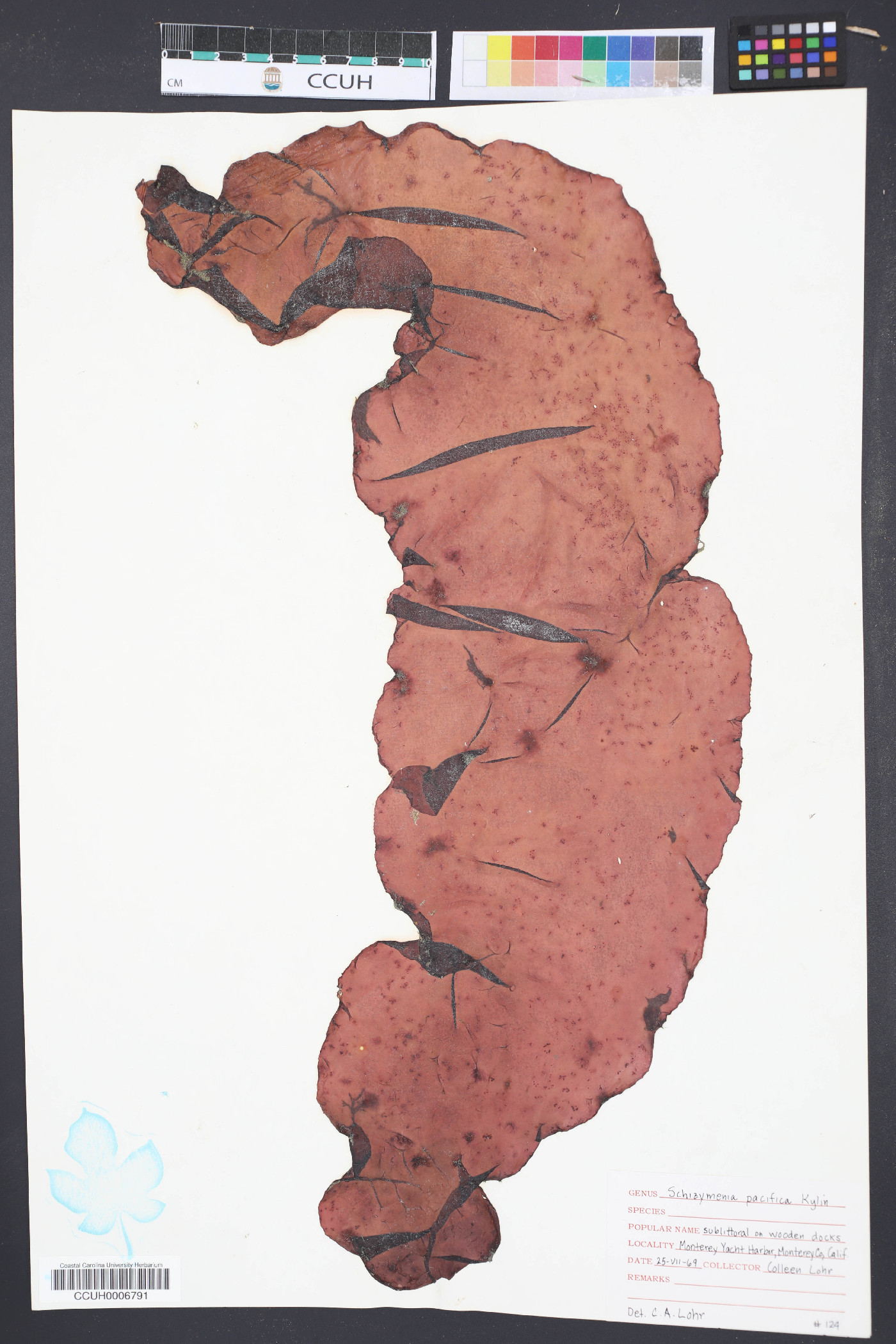 Schizymenia pacifica image