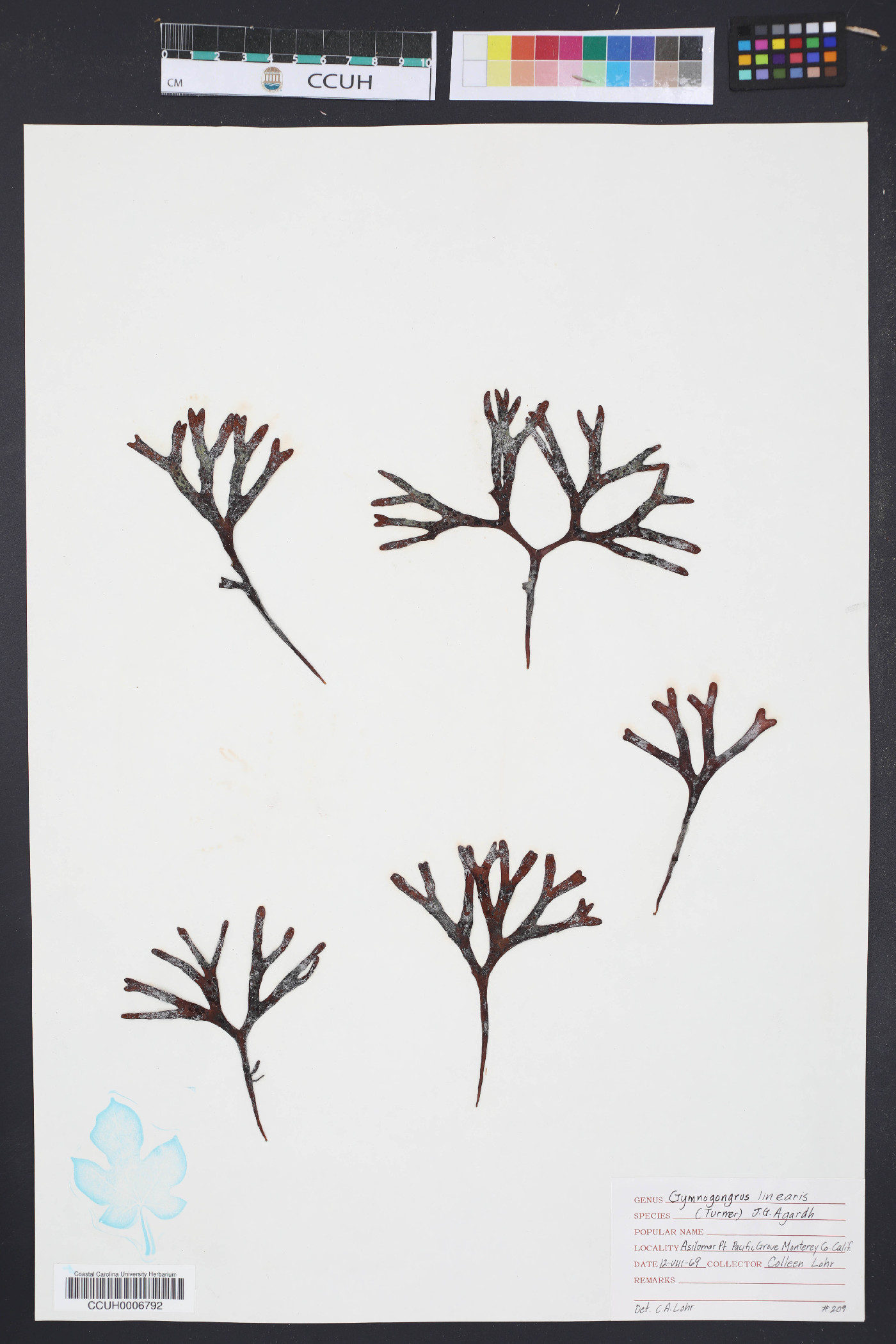 Gymnogongrus image