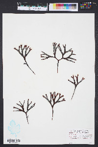 Media resource of Gymnogongrus linearis