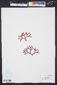 Gymnogongrus platyphyllus image