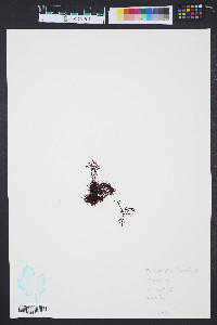 Gymnogongrus platyphyllus image