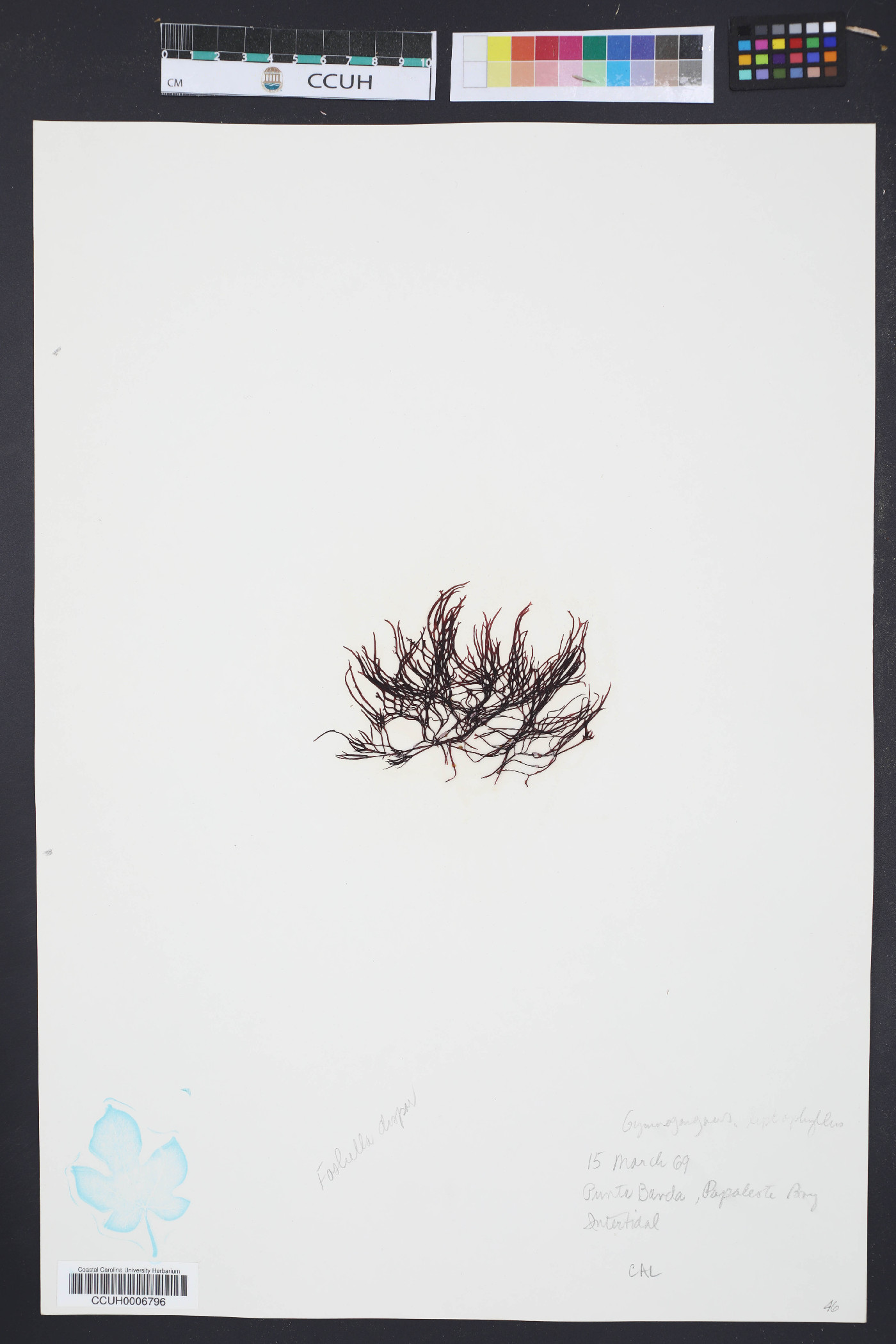 Gymnogongrus platyphyllus image