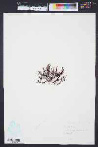 Media resource of Gymnogongrus platyphyllus