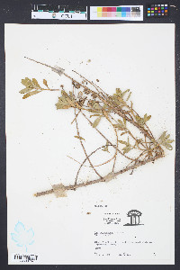 Iva frutescens image