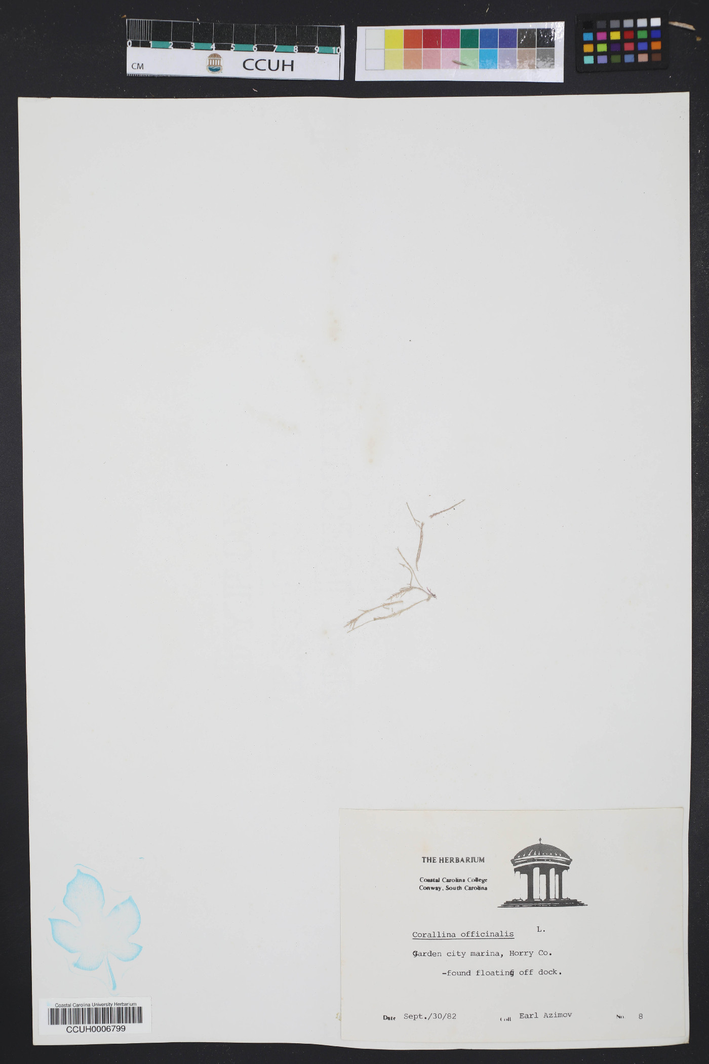 Corallina officinalis image