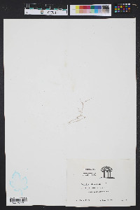 Corallina officinalis image