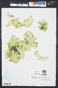 Ulva fasciata image