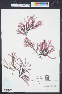 Gracilaria foliifera image
