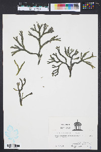 Codium isthmocladum image