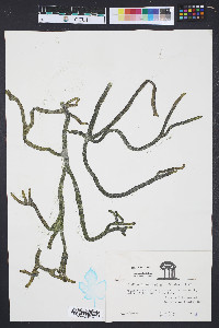 Codium decorticatum image