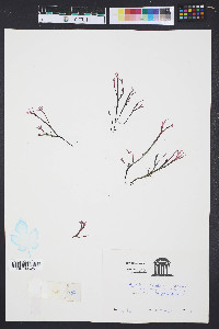 Gracilaria foliifera image